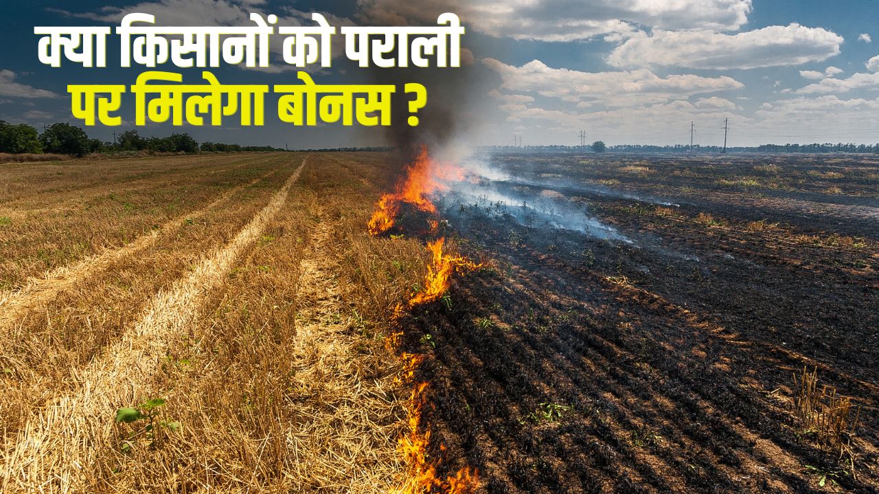 पराली जलाने के मामले में 157 फीसदी की बढ़ोतरी, जानें किस जिले में आए कितने केस