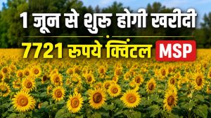 हरियाणा में सूरजमुखी की कटाई तेज, मंडियों में शुरू हुई आवक.. पर नहीं हो रही खरीदी हरियाणा में सूरजमुखी की कटाई तेज, मंडियों में शुरू हुई आवक.. पर नहीं हो रही खरीदी