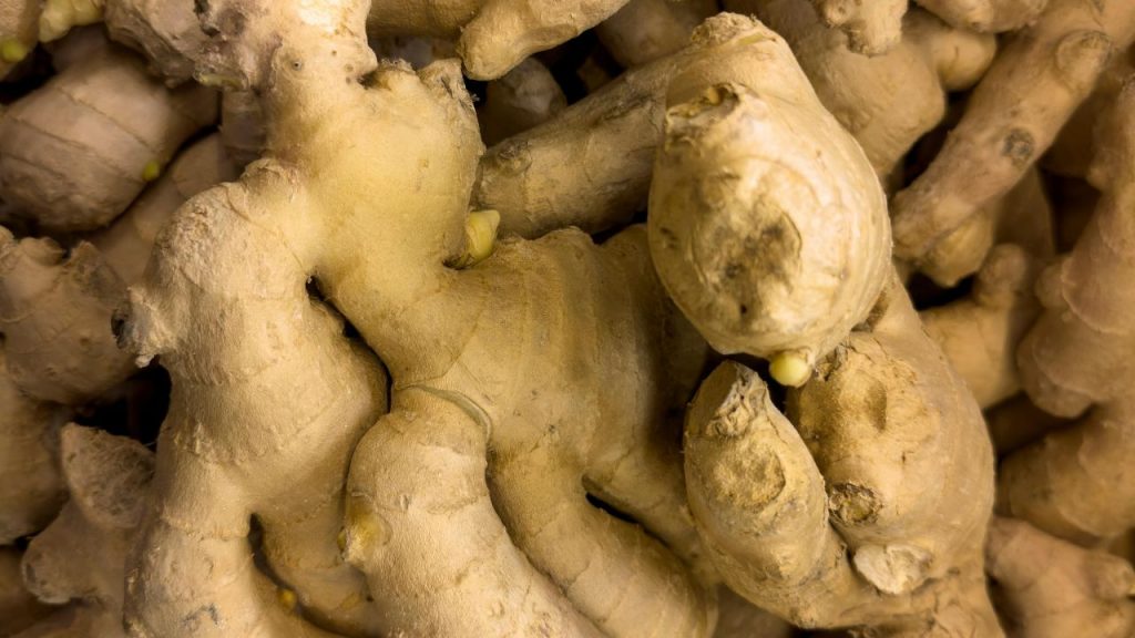 सही तरीके से स्टोर किया गया अदरक कई महीनों तक इस्तेमाल किया जा सकता है. इससे न सिर्फ बार-बार बाजार जाने की जरूरत कम होती है, बल्कि अदरक लंबे समय तक फ्रेश और उपयोगी बना रहता है.
