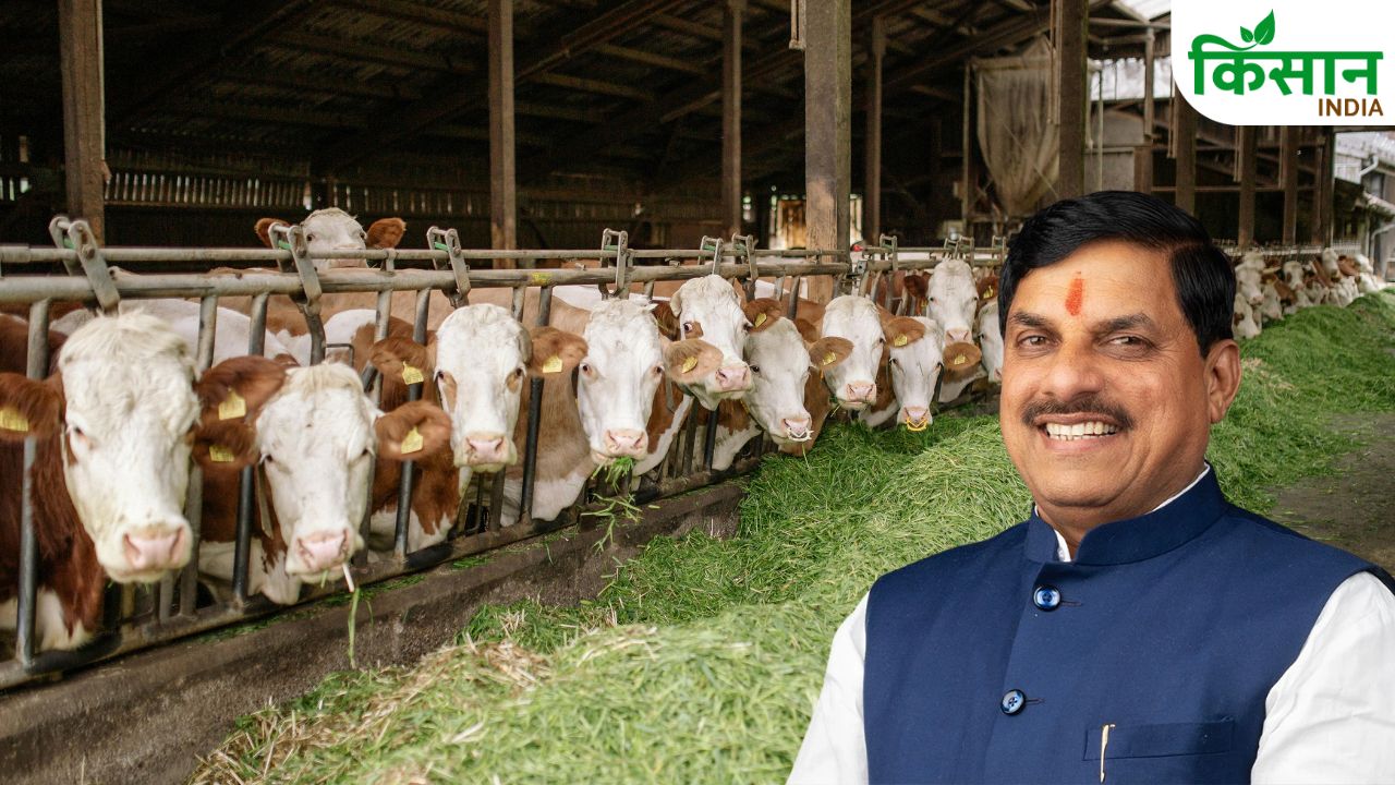 20 हजार पशुपालक, एक मंच और CM यादव का बड़ा दांव! क्या मिलने वाला है बड़ा फायदा?