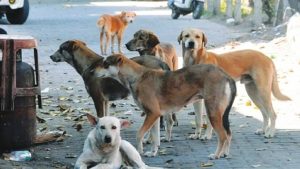 क्या पशुओं के लिए भी खुलेगा दया मृत्यु का रास्ता? अवारा कुत्तों पर कोर्ट की टिप्पणी पर लोगों की राय भिन्न