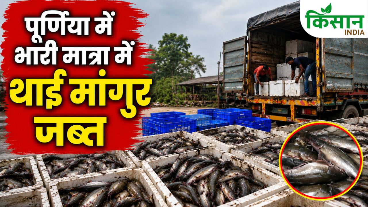 बिहार में थाई मांगुर माफिया का बड़ा नेटवर्क बेनकाब! ट्रकों में छिपाकर लाई जा रही थी बैन मछली, पुलिस ने किया जब्त