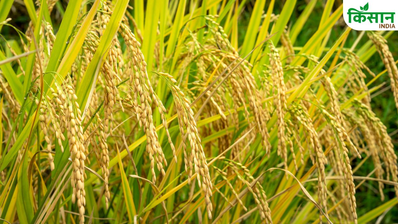Paddy Farming: बासमती धान की खेती में इन बातों का रखें ध्यान, बढ़ेगी पैदावार और होगी अच्छी कमाई