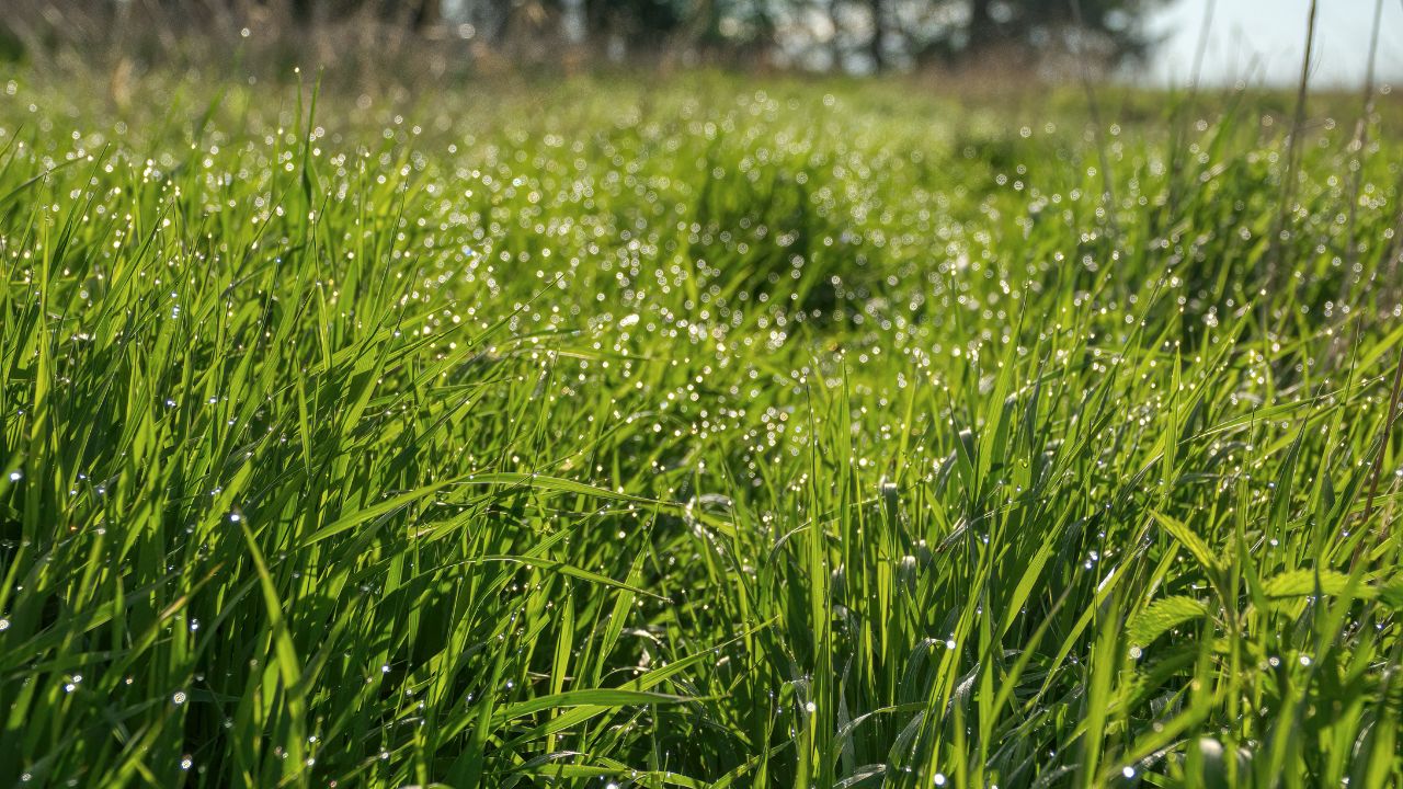 Shankar Napier Grass: पशुओं के लिए हरा सोना बनी ये खास घास, एक बार लगाएं और पाएं भरपूर चारा
