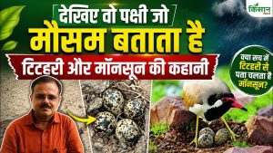 Monsoon 2026 by Titahari: कितनी होगी बारिश, किसानों की मौसम वैज्ञानिक चिड़िया टिटहरी की पूरी कहानी Monsoon 2026 by Titahari: कितनी होगी बारिश, किसानों की मौसम वैज्ञानिक चिड़िया टिटहरी की पूरी कहानी