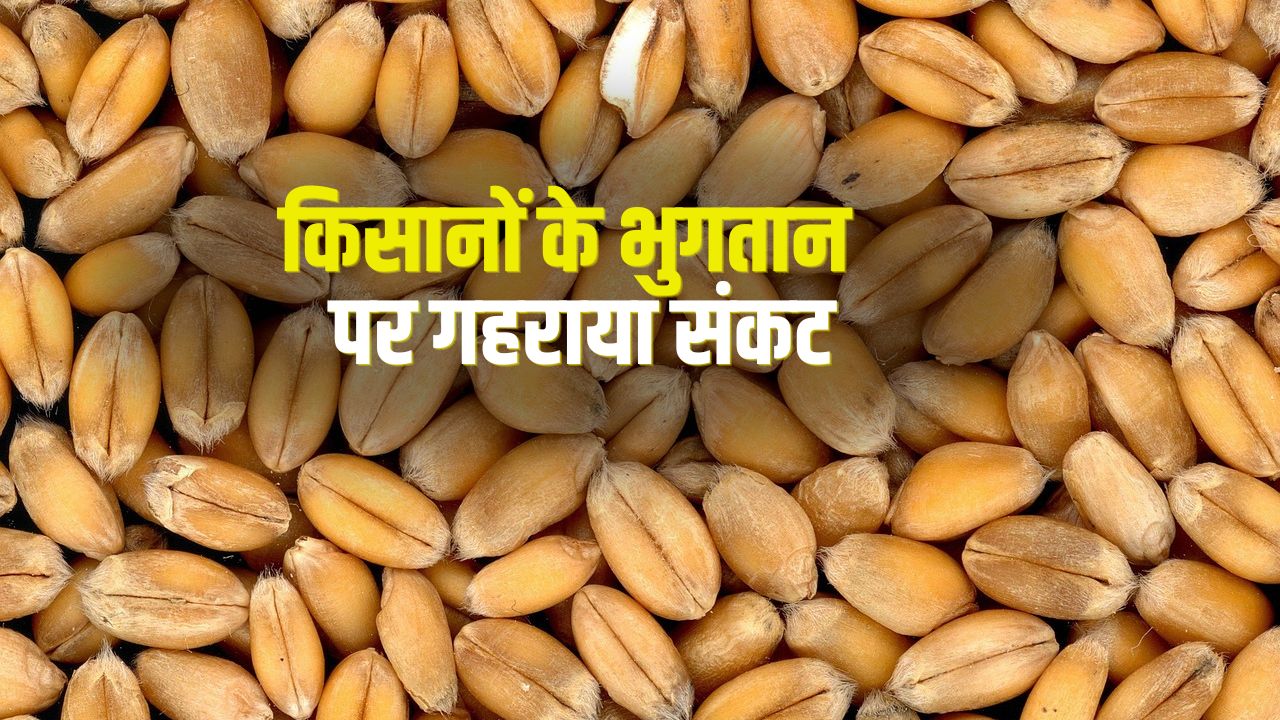 गेहूं किसानों को समय पर नहीं हो रहा भुगतान? गुरनाम सिंह चढूनी ने सरकार को लिखा पत्र