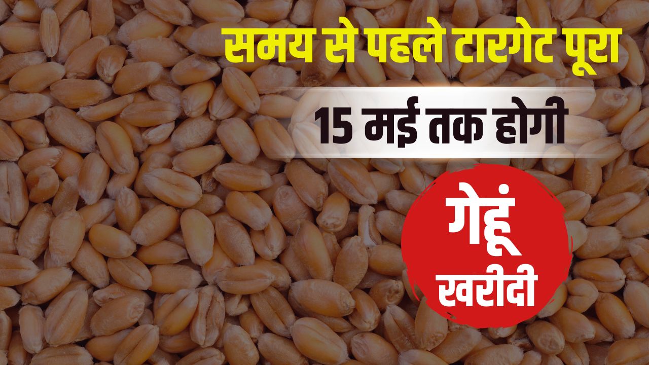 खराब मौसम के बावजूद पंजाब में लक्ष्य से ज्यादा गेहूं खरीदी, 122 लाख टन के पार पहुंचा आंकड़ा
