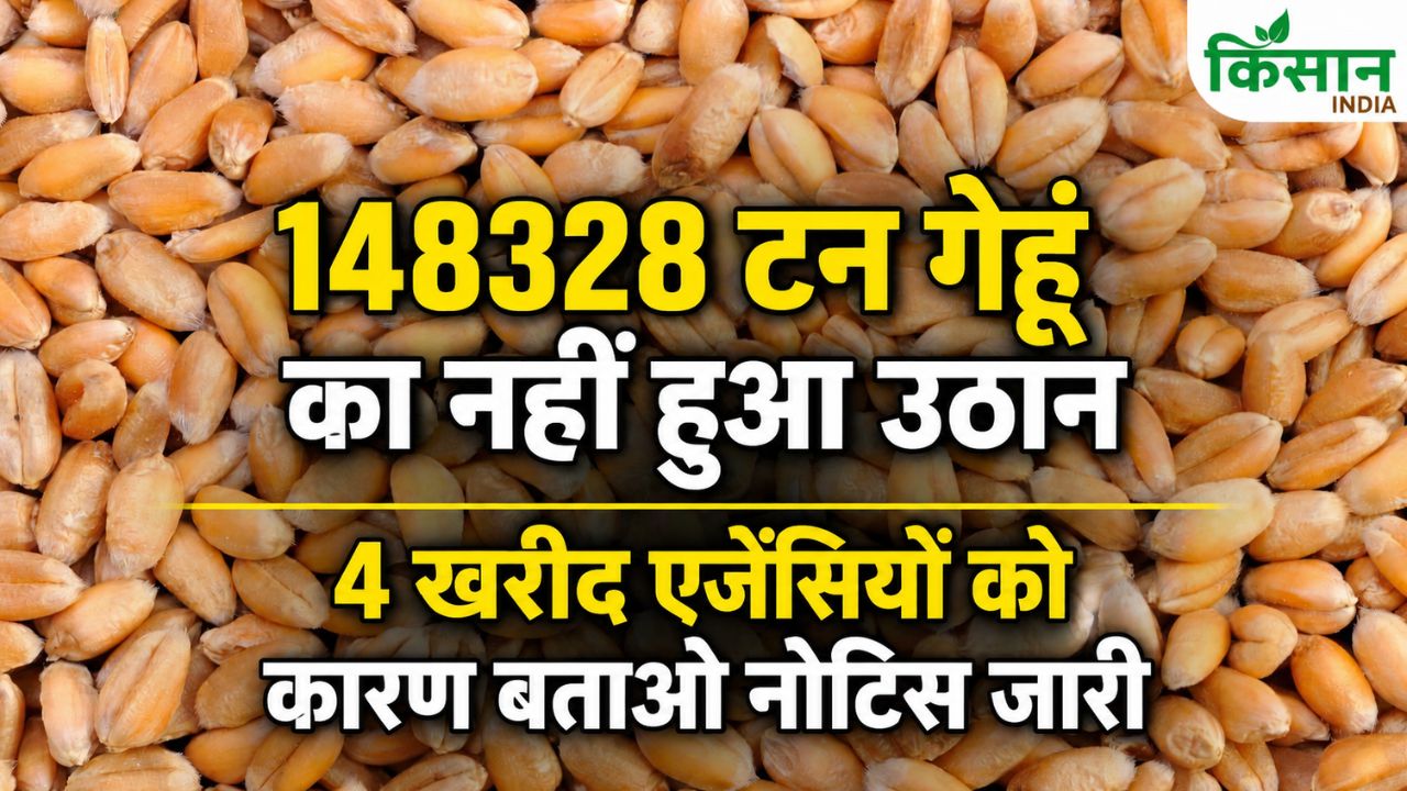 गेहूं उठान में देरी, एक महीने बीत जाने के बाद भी मंडी में पड़ा है 386920 बोरी अनाज.. नोटिर जारी