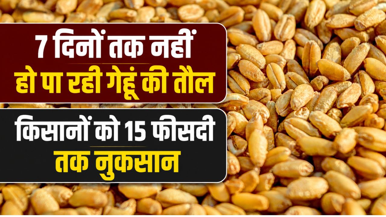 MP में MSP से कम रेट पर गेहूं बेचने को मजबूर हुए किसान, इस वजह से नहीं मिल रहा भाव