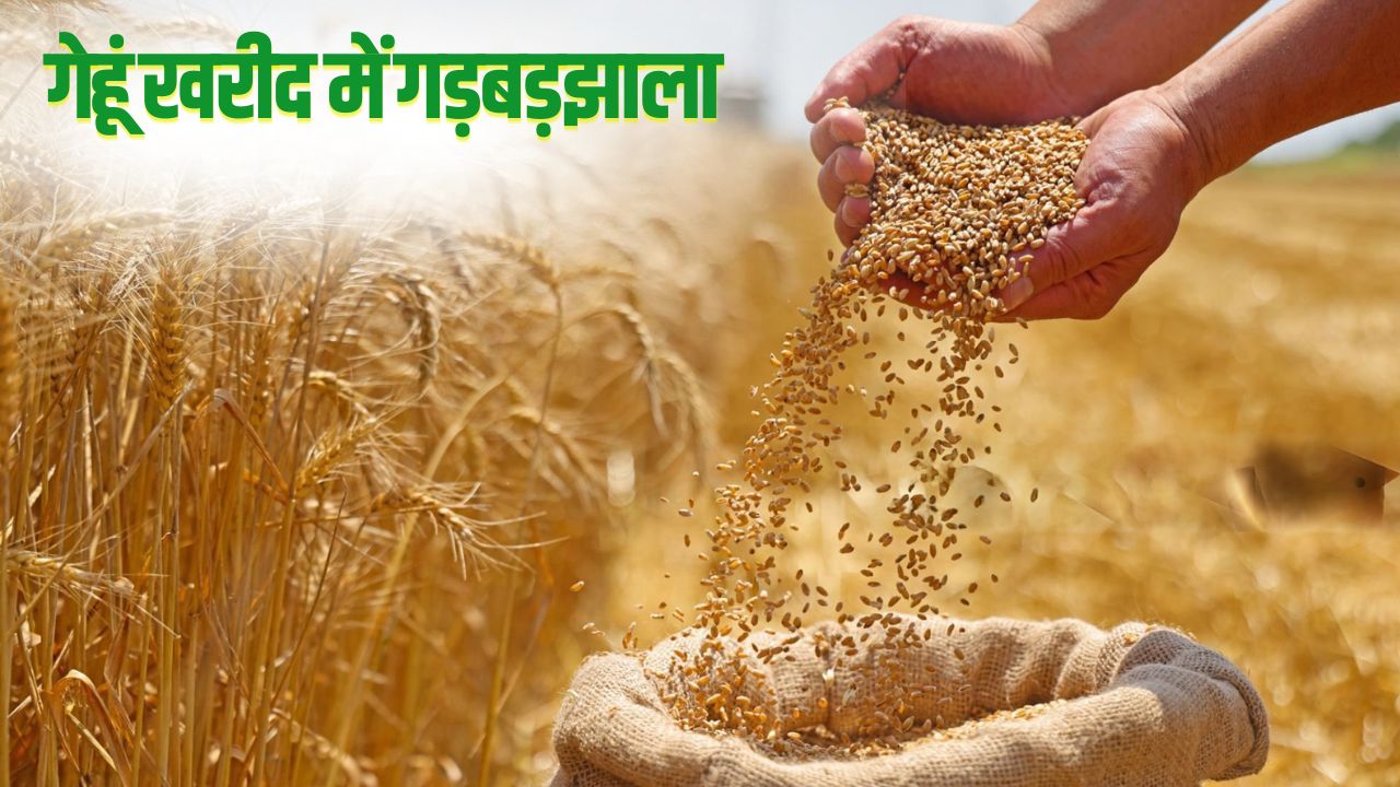 पंजाब के 8 जिलों में लक्ष्य से ज्यादा गेहूं खरीदी, फर्जीवाड़े की आशंका.. जांच करेगी FCI की टीम