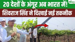 20 देशों के अंगूर और 476 किस्मों की खेती से किसानों को मिलेगी लाखों कमाई, शिवराज ने बताया तरीका