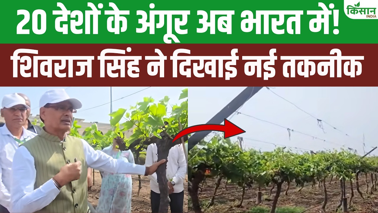 20 देशों के अंगूर और 476 किस्मों की खेती से किसानों को मिलेगी लाखों कमाई, शिवराज ने बताया तरीका