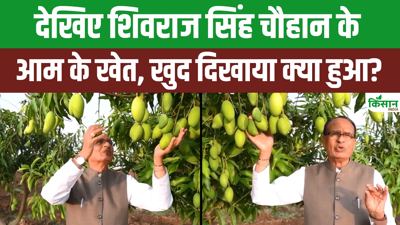 Shivraj Singh Mango Garden: ये हैं शिवराज सिंह चौहान के आम के खेत, दिखाए खुद के लगाए पड़े