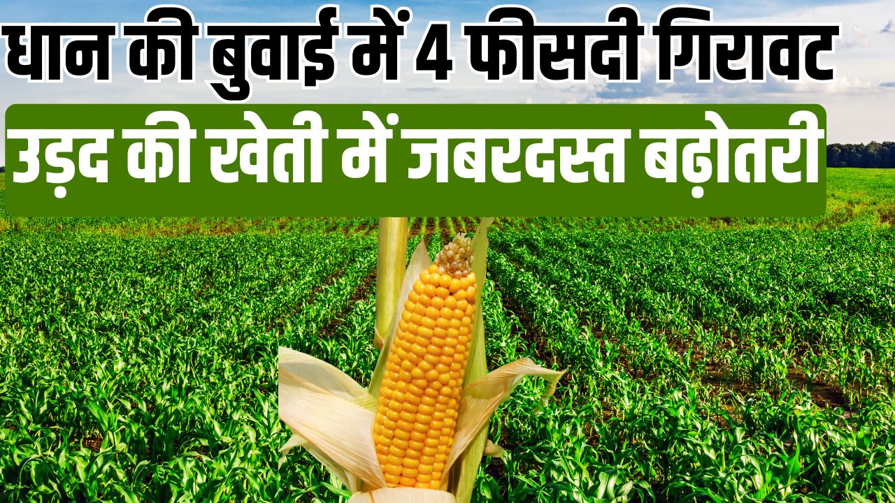 86 लाख हेक्टेयर के पार पहुंचा जायद का रकबा, मक्का में 18 फीसदी बढ़ोतरी.. जानें दलहन-तिलहन का हाल