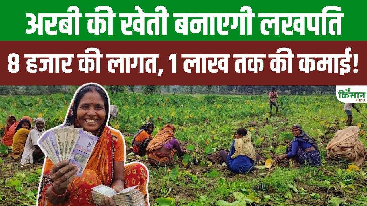 Arbi Farming: 8 हजार लगाकर 1 लाख का मुनाफा, अरबी की खेती बनी नोट छापने की मशीन, जान लें तरीका