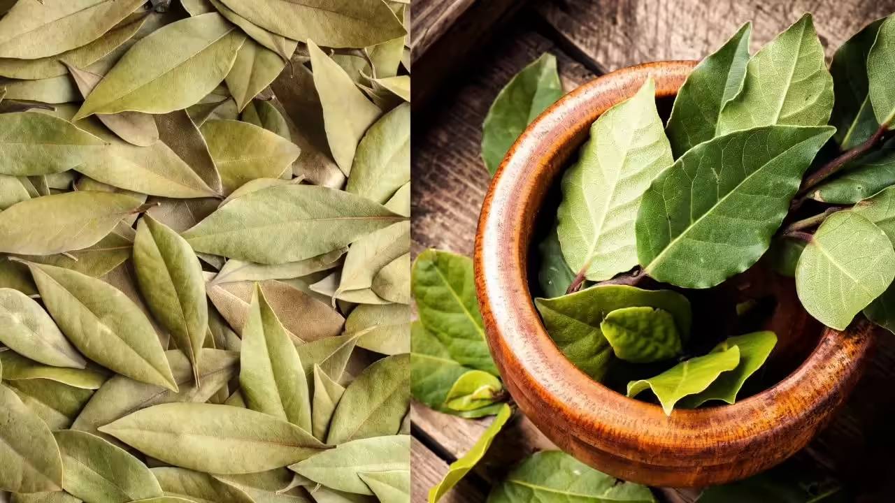 एक बार लगाएं पौधे और कई साल तक कमाएं पैसा, सरकार भी दे रही है इसकी फसल पर मदद