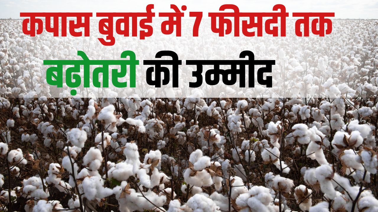 CCI ने फिर से शुरू की खरीदी गई कपास की बिक्री, कीमत में की 2300 रुपये की कटौती