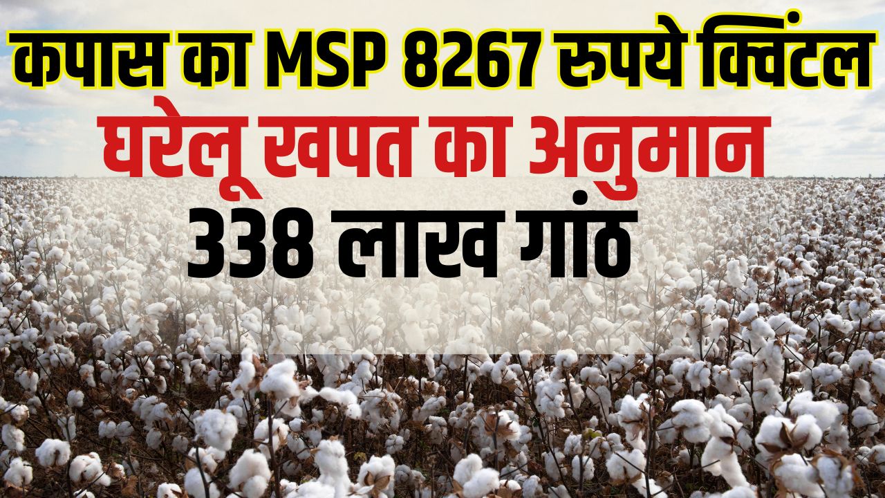 कपास की खेती में 7 फीसदी बढ़ोतरी की उम्मीद, CAI ने इस आधार पर लगाया अनुमान.. किसानों की होगी कमाई