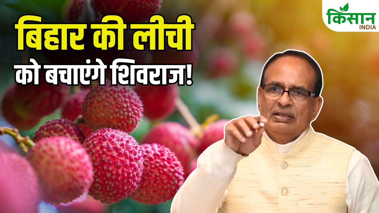 लीची किसानों की बढ़ी चिंता, अब केंद्र सरकार ने संभाली कमान…शिवराज सिंह चौहान ने बनाई एक्सपर्ट टीम