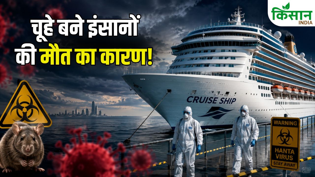क्रूज शिप पर फैला हंता वायरस, 3 मौतों से बढ़ी दुनिया की चिंता.. जानें कितना खतरनाक है ये संक्रमण