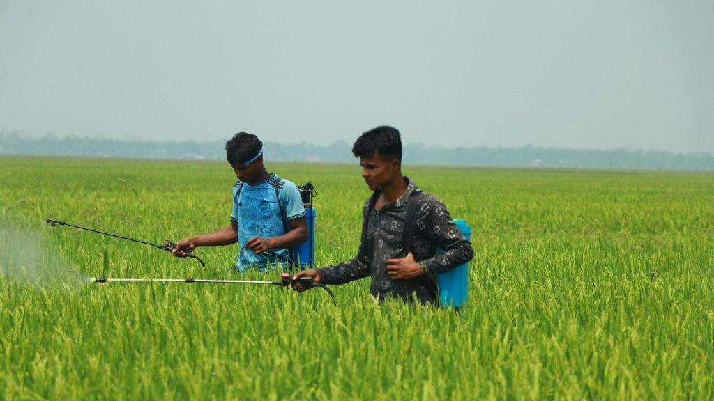 फसलों पर छिड़काव का सबसे अच्छा समय सुबह 6 से 9 बजे या शाम 5 से 7 बजे के बीच माना जाता है. इस दौरान तापमान कम होता है और हवा भी धीमी रहती है, जिससे दवा अच्छे से पौधों की पत्तियों पर चिपक जाती है और उसका असर ज्यादा प्रभावी होता है. फसलों पर छिड़काव का सबसे अच्छा समय सुबह 6 से 9 बजे या शाम 5 से 7 बजे के बीच माना जाता है. इस दौरान तापमान कम होता है और हवा भी धीमी रहती है, जिससे दवा अच्छे से पौधों की पत्तियों पर चिपक जाती है और उसका असर ज्यादा प्रभावी होता है.