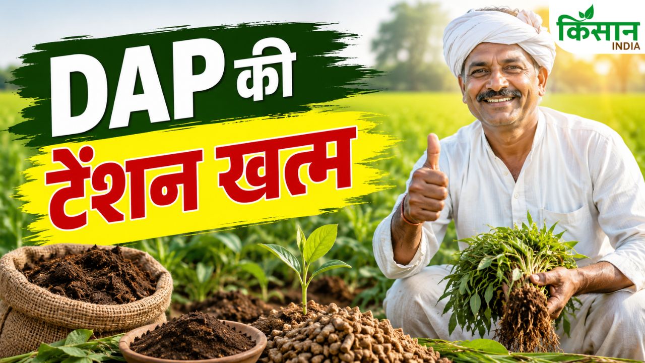 DAP की कमी से परेशान किसानों के लिए राहत, अब देसी खाद से भी होगी शानदार पैदावार