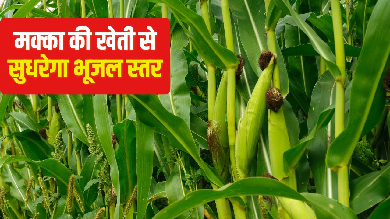 मक्का की खेती करने पर सब्सिडी, फ्री में मिलेंगे प्रति हेक्टेयर 17500 रुपये.. यहां करें आवदेन