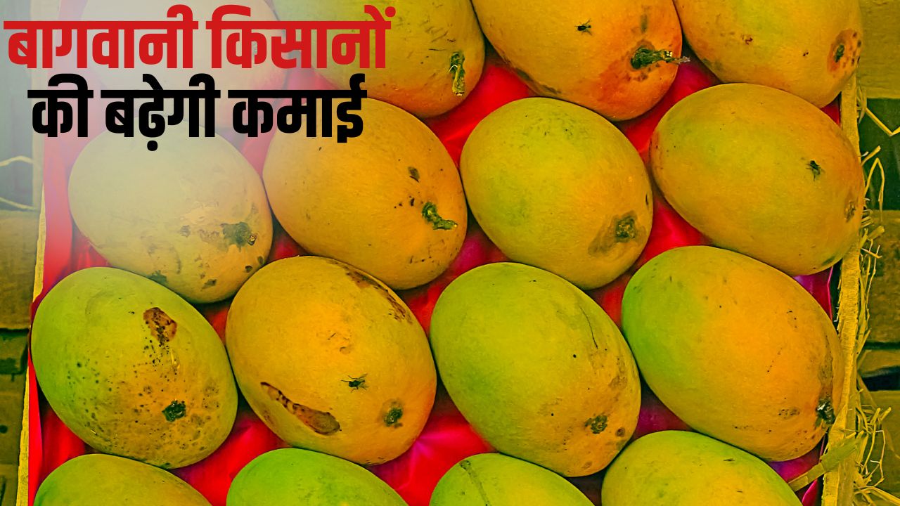 मालदा आम की पैदावार में बंपर इजाफे की उम्मीद, 6 देशों में होगा 250 टन निर्यात.. तैयारी पूरी