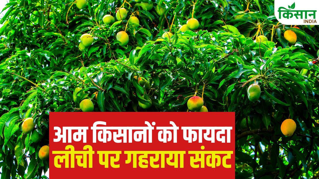 15 फीसदी तक बागवानी को नुकसान, 24799 टन आम उत्पादन की उम्मीद.. जानें किन्नू-संतरा का हाल