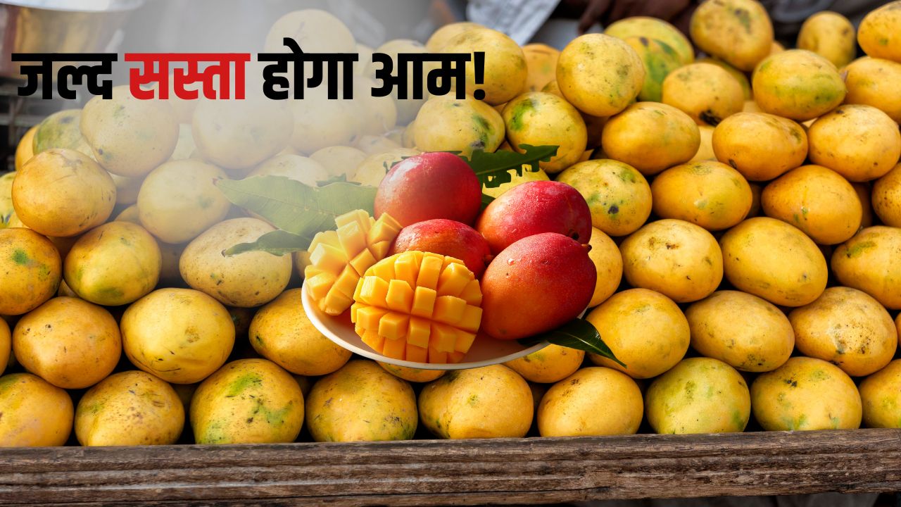 जयपुर की मुहाना मंडी में आमों की किल्लत, इस दिन से शुरू होगी दशहरी- लंगड़ा की सप्लाई