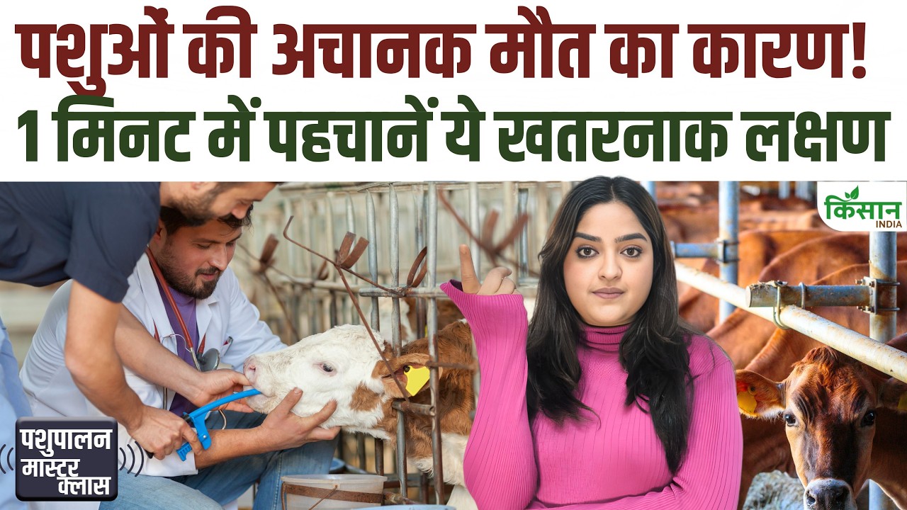 पशुओं का पेट फूलना बन सकता है जानलेवा, समय रहते पहचानें अफरा रोग के खतरनाक लक्षण
