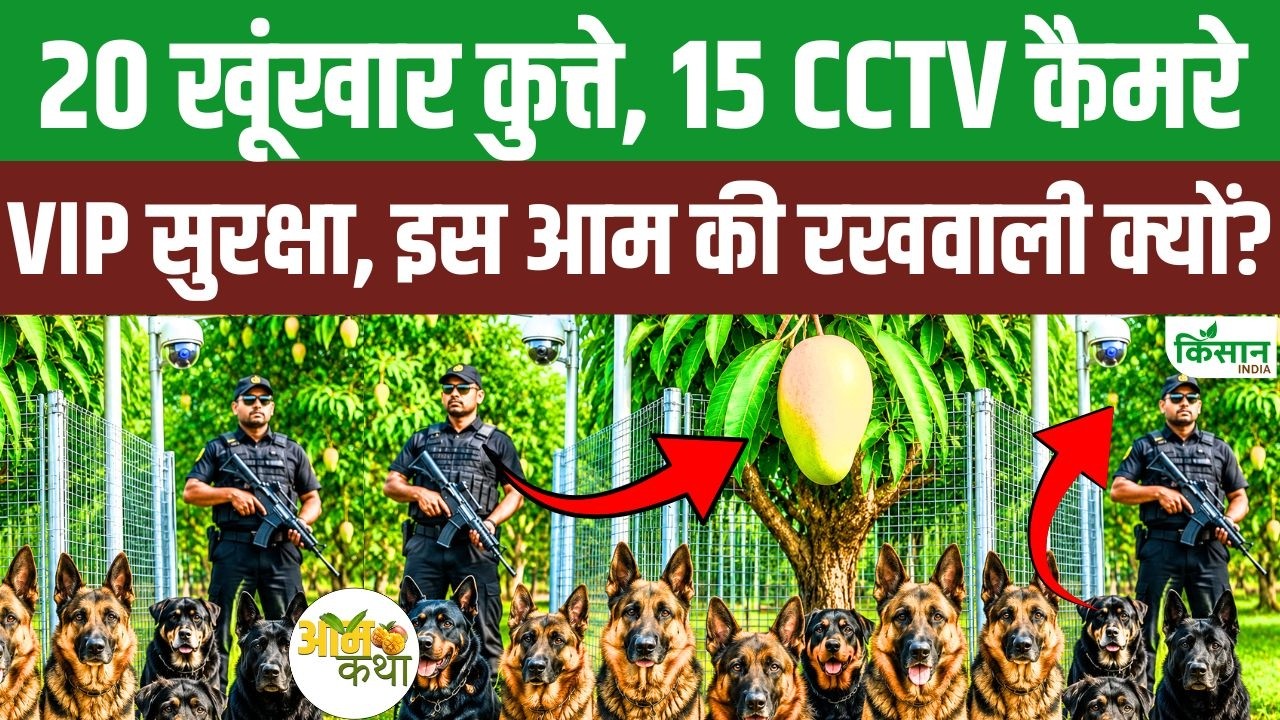 Miyazaki आम की सुरक्षा में तैनात 20 खूंखार कुत्ते और 15 CCTV, कीमत सुनकर उड़ जाएंगे होश