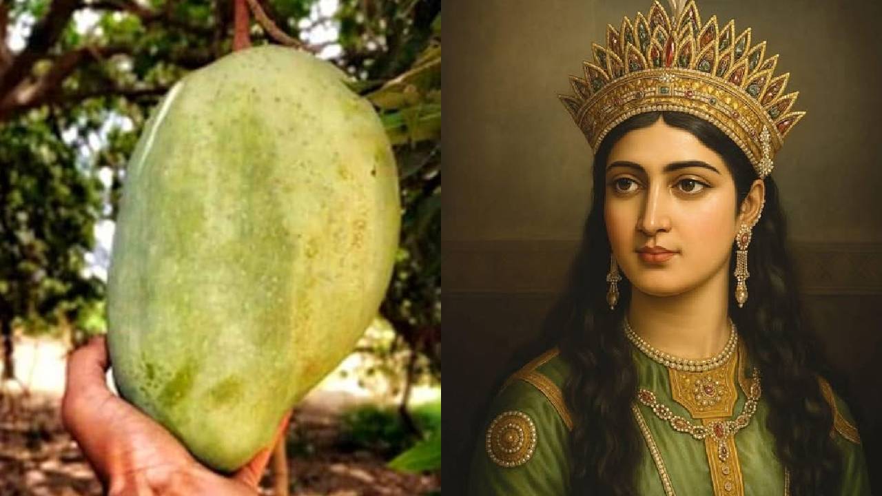 1000 का एक आम! आखिर क्यों इतना महंगा बिकता है नूरजहां आम? अफगानिस्तान से है गहरा रिश्ता