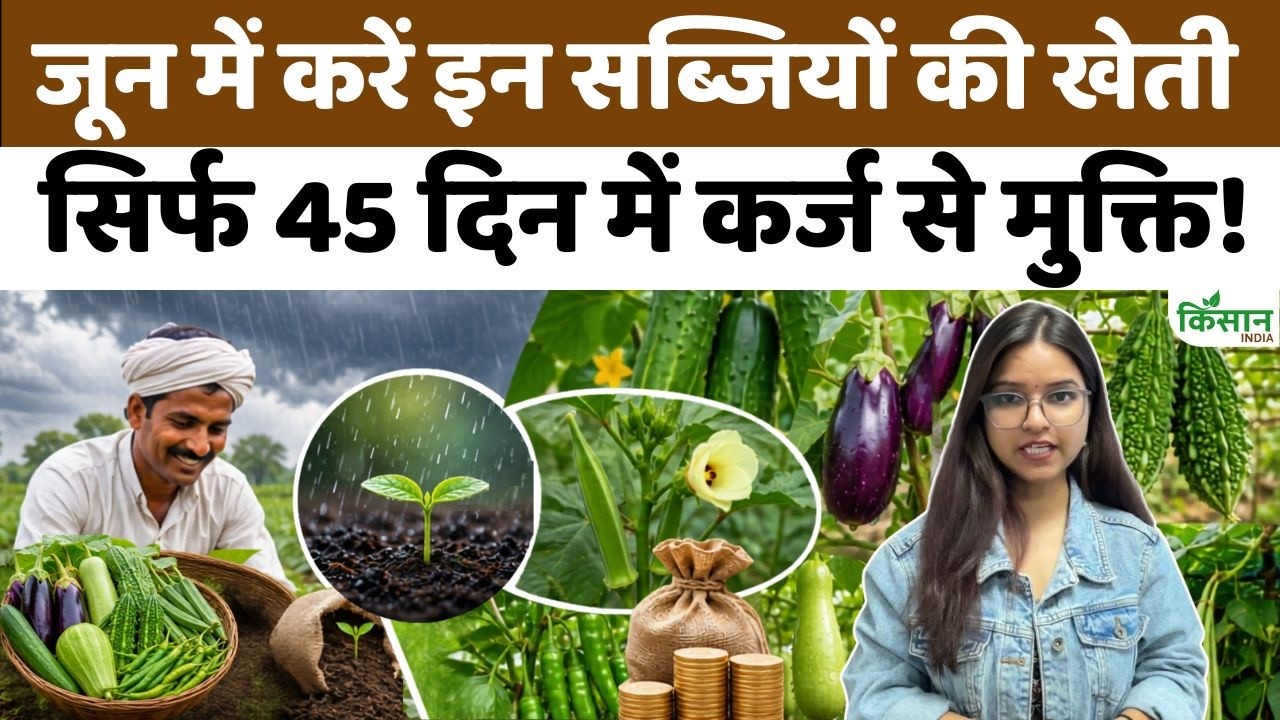 Vegetables to Grow in June: मॉनसून में करें इन सब्जियों की खेती, सिर्फ 45 दिनों में कर्ज से मुक्ति