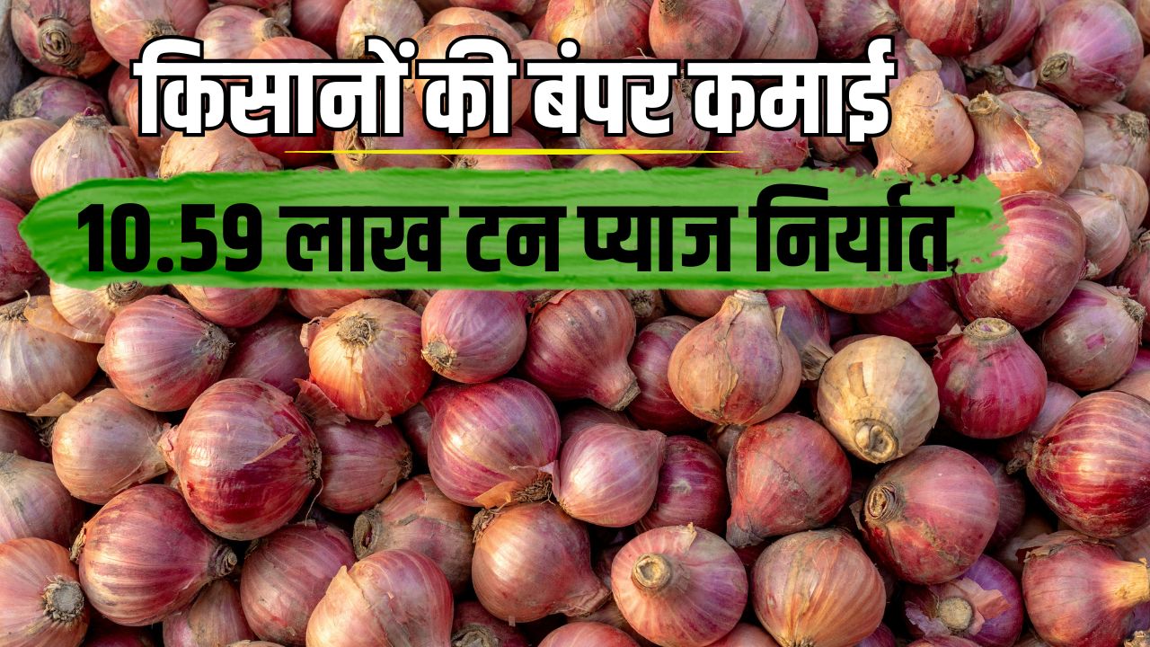 प्याज निर्यात में महाराष्ट्र का जलवा, एक साल में दोगुना हो गया एक्सपोर्ट.. जानें वजह