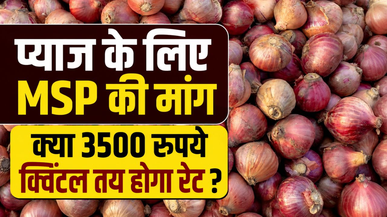 प्याज का रेट इतना कम ! 30 क्विंटल बेचने पर मिले केवल 500 रुपये.. अब MSP की उठी मांग
