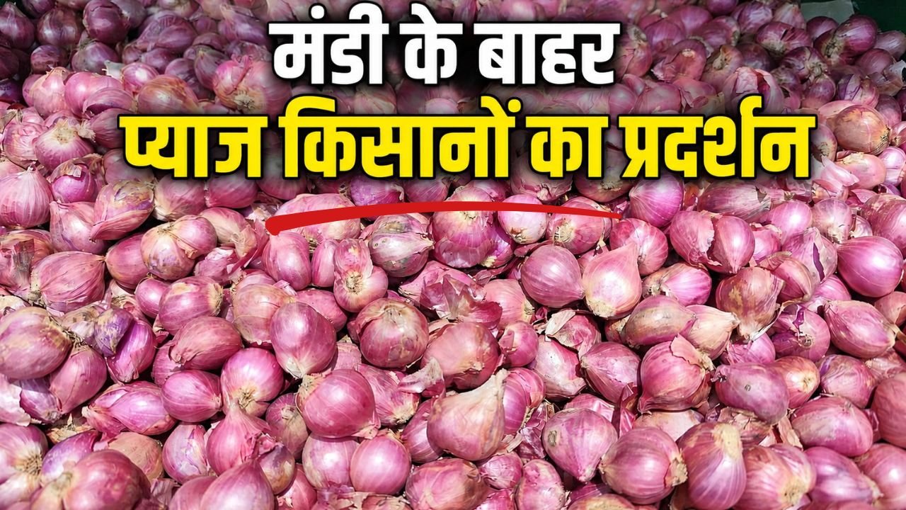 महाराष्ट्र में प्याज का रेट धड़ाम, मंडी में 50 रुपये क्विंटल हुआ भाव.. किसानों में बढ़ी नाराजगी