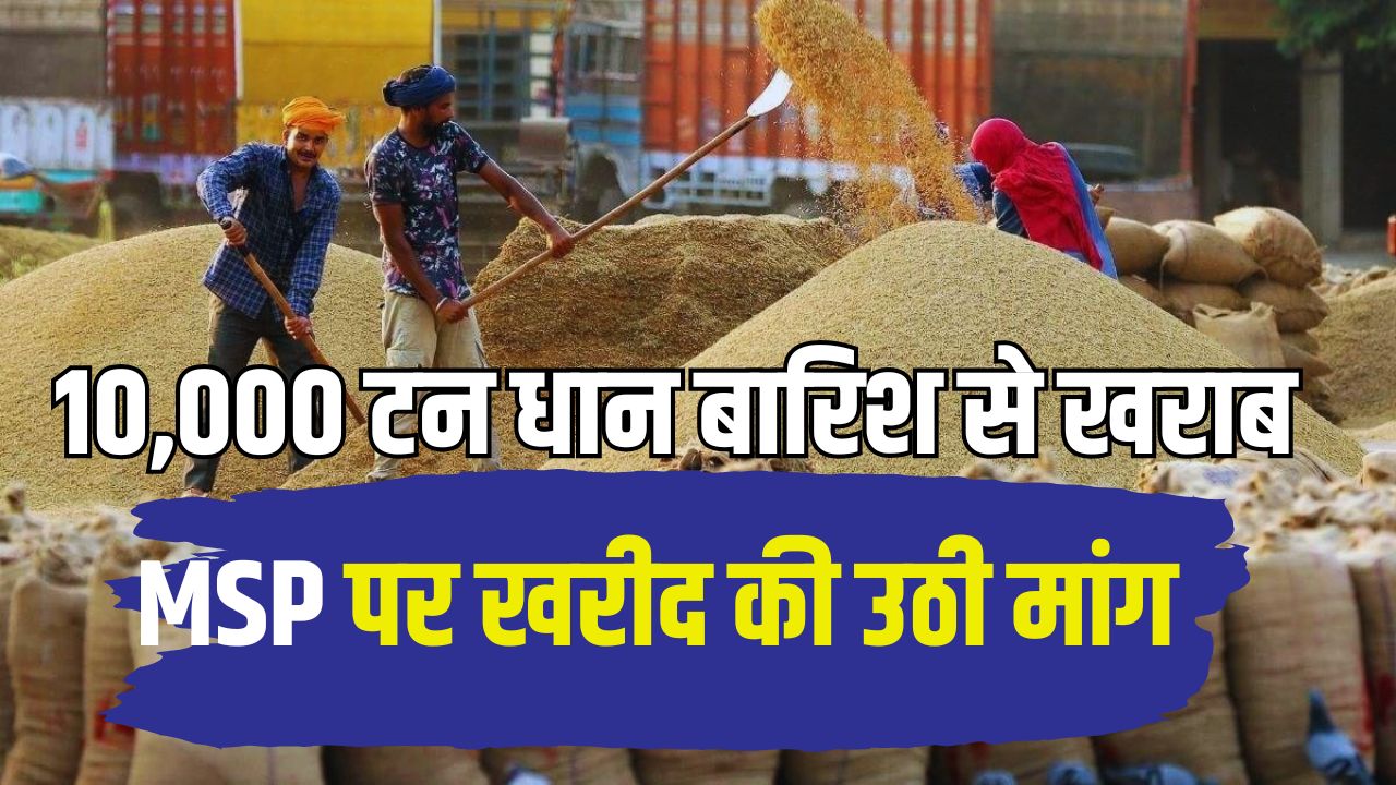 मौसम का कहर, मंडियों में हजारों टन धान बारिश में भीगने से खराब.. किसानों की बढ़ी टेंशन