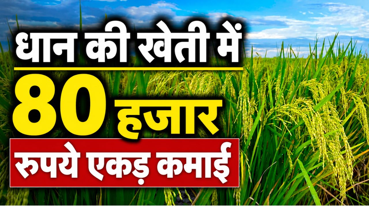 5 साल में लाखों हेक्टेयर बढ़ गया धान का रकबा, दूसरी फसलों से किसान क्यों बना रहे दूरी?