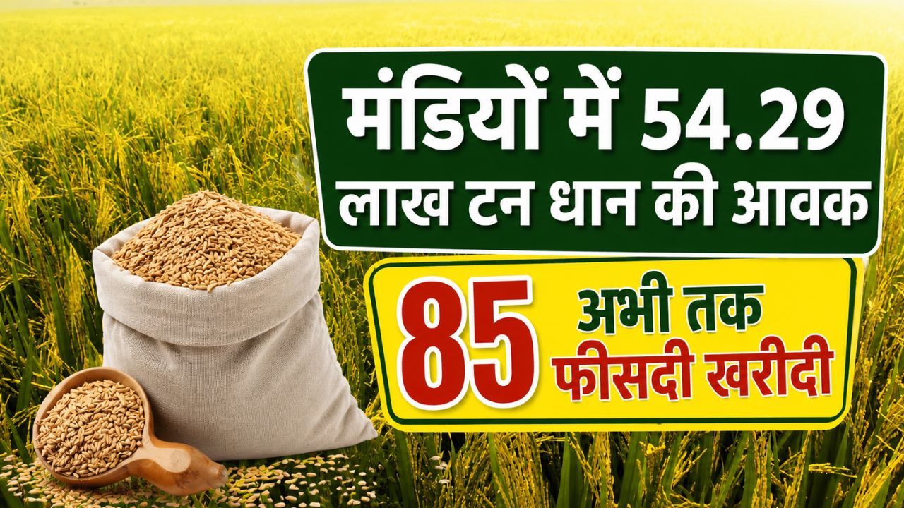 46 लाख टन के पार पहुंचा धान खरीद का आंकड़ा, किसानों को मिले 7841 करोड़ रुपये