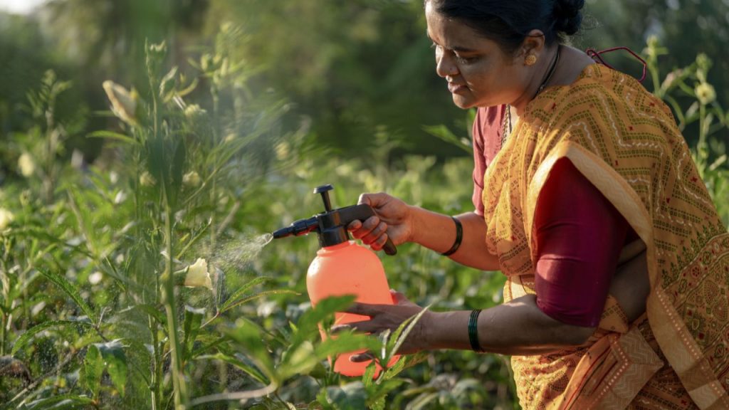फसलों पर हमेशा अनुशंसित मात्रा में ही कीटनाशक या फफूंदनाशक का इस्तेमाल करना चाहिए. ज्यादा मात्रा फसल और मिट्टी दोनों को नुकसान पहुंचा सकती है, जबकि कम मात्रा से कीट और रोग पूरी तरह नियंत्रित नहीं हो पाते, जिससे दोबारा स्प्रे करना पड़ता है और खर्च बढ़ जाता है. फसलों पर हमेशा अनुशंसित मात्रा में ही कीटनाशक या फफूंदनाशक का इस्तेमाल करना चाहिए. ज्यादा मात्रा फसल और मिट्टी दोनों को नुकसान पहुंचा सकती है, जबकि कम मात्रा से कीट और रोग पूरी तरह नियंत्रित नहीं हो पाते, जिससे दोबारा स्प्रे करना पड़ता है और खर्च बढ़ जाता है.