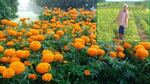 धान छोड़ किसान ने शुरू की गेंदे की खेती, अब कई गुना बढ़ गई कमाई.. इस योजना से बदली किस्मत धान छोड़ किसान ने शुरू की गेंदे की खेती, अब कई गुना बढ़ गई कमाई.. इस योजना से बदली किस्मत
