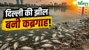 दिल्ली की संजय झील में सैकड़ों मछलियों की मौत, यहां पढ़ें पूरा मामला दिल्ली की संजय झील में सैकड़ों मछलियों की मौत, यहां पढ़ें पूरा मामला