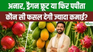 अनार, पपीता या ड्रैगन फ्रूट, जानिए कौन सी खेती किसानों को दे सकती है सबसे ज्यादा मुनाफा