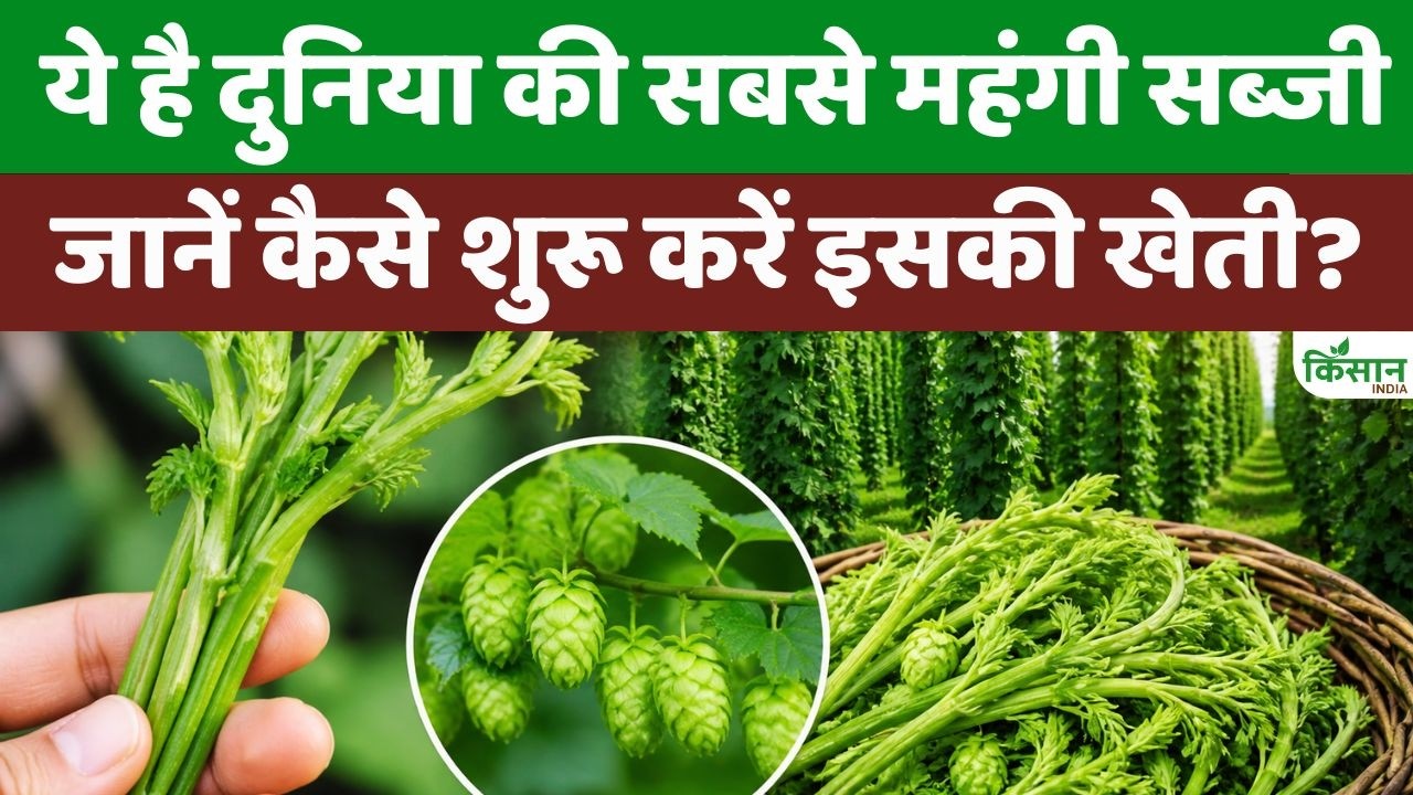 दुनिया की सबसे महंगी सब्जी Hop Shoots, 1 लाख रुपये किलो, जानें खेती का तरीका