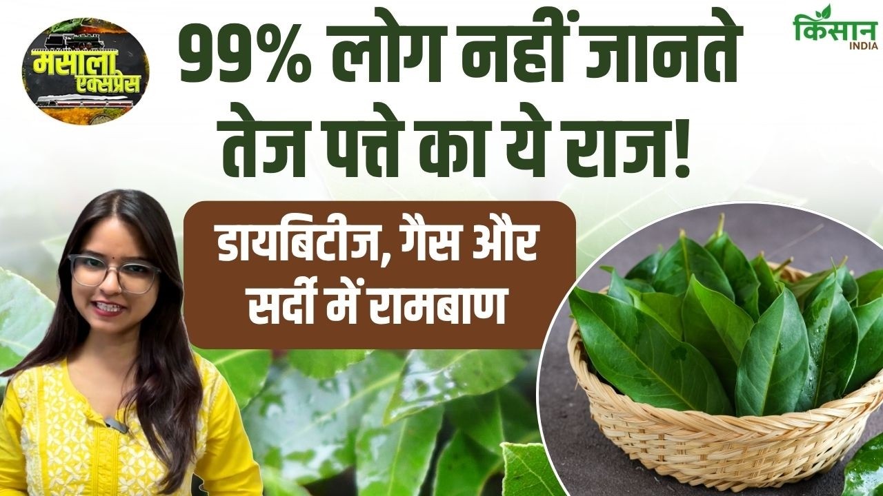 Bay leaf के फायदे और नुकसान जानिए गलत इस्तेमाल से हो सकता है शरीर को गंभीर नुकसान भी जानें