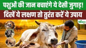 Expert Alert! भीषण गर्मी में पशुओं की बिगड़ सकती है हालत, समय रहते पहचानें लू के गंभीर संकेत Expert Alert! भीषण गर्मी में पशुओं की बिगड़ सकती है हालत, समय रहते पहचानें लू के गंभीर संकेत