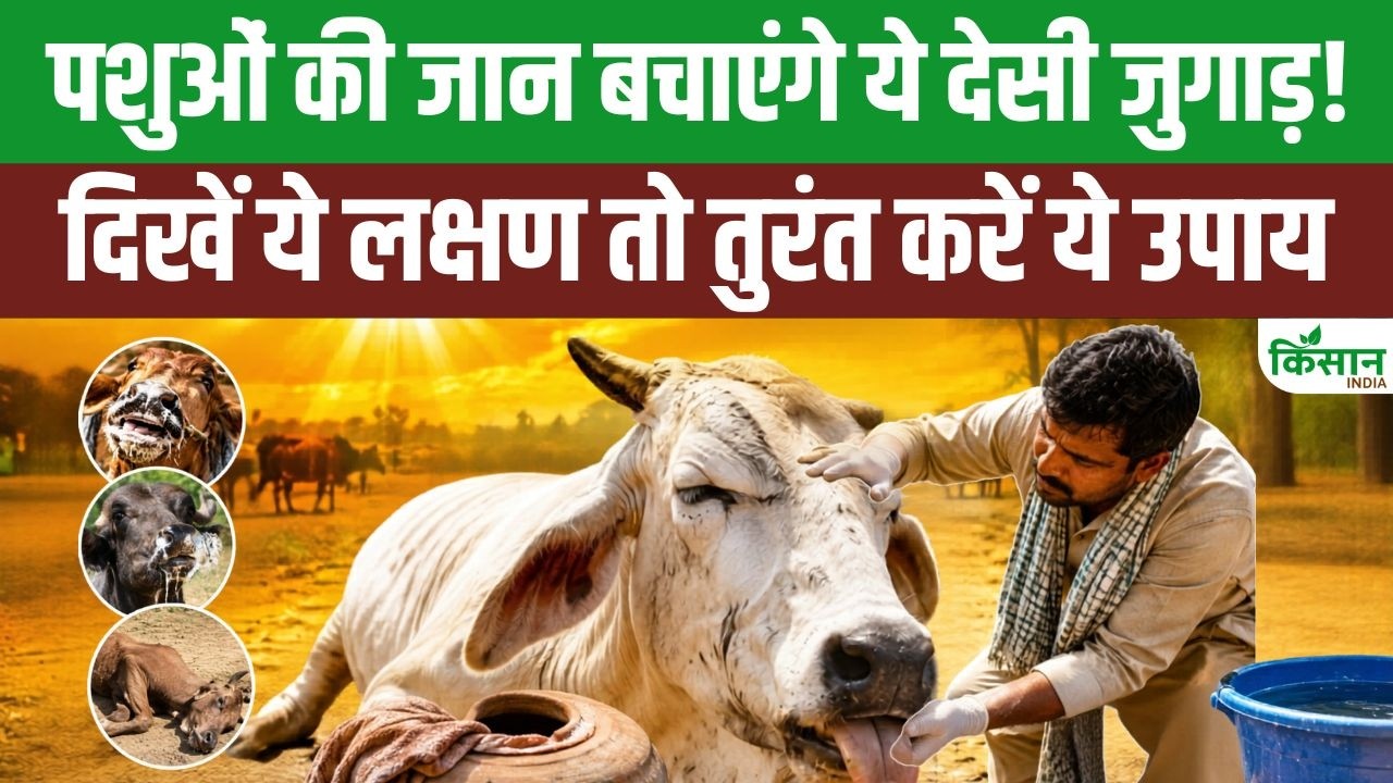Expert Alert! भीषण गर्मी में पशुओं की बिगड़ सकती है हालत, समय रहते पहचानें लू के गंभीर संकेत