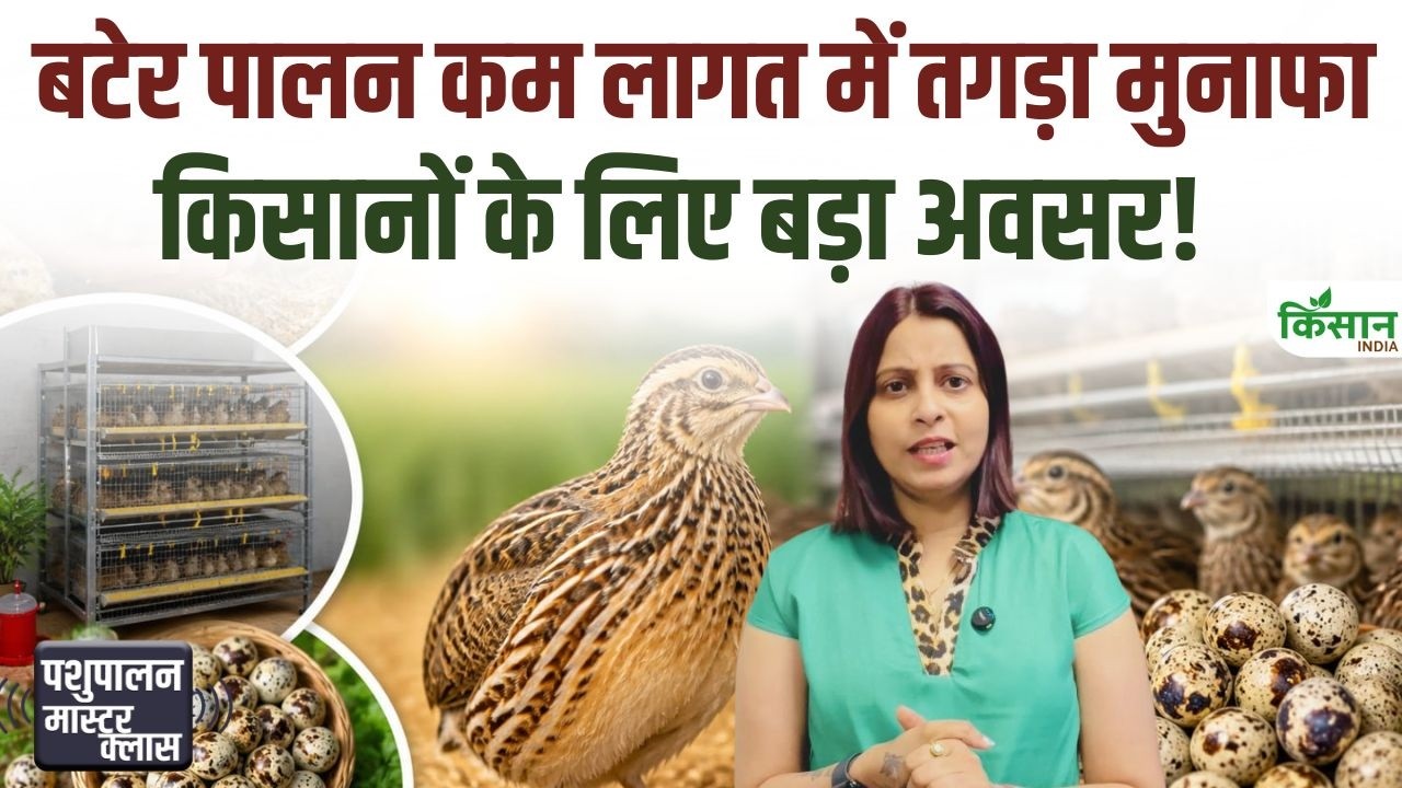 कम लागत में शुरू करें बटेर पालन बिजनेस, अंडे और मीट से होगी हर महीने शानदार कमाई