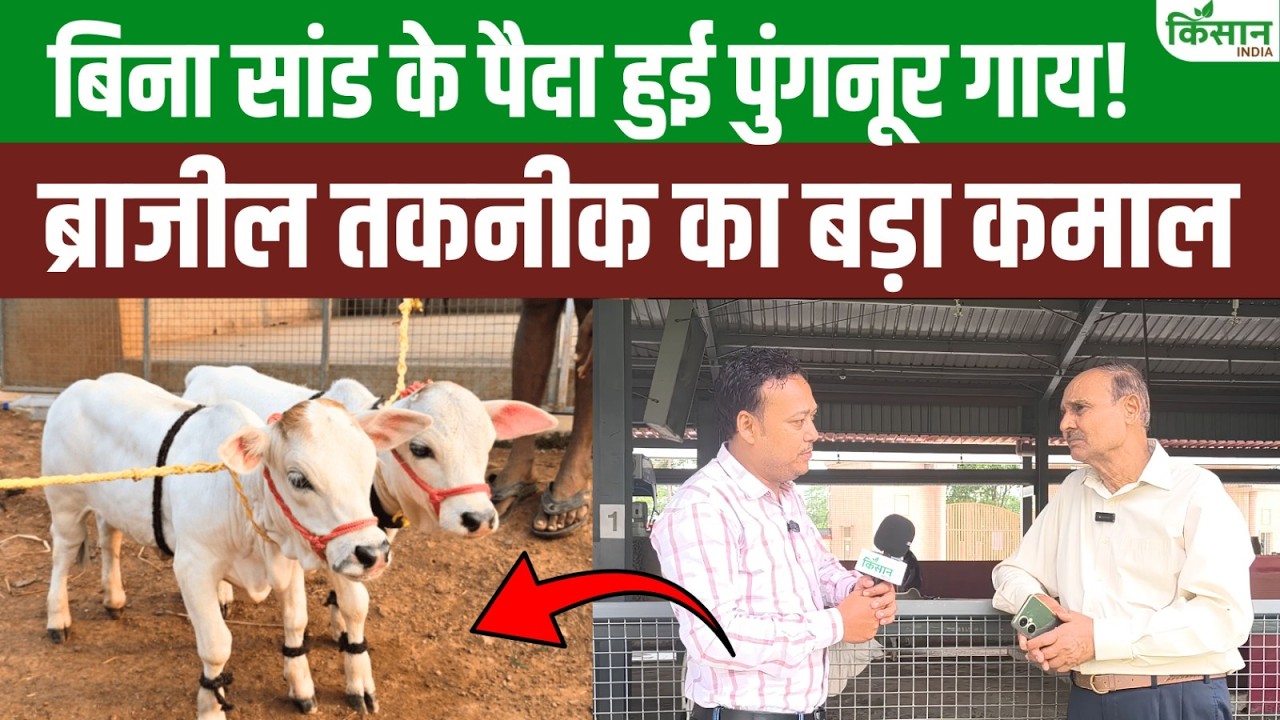 बिना सांड के जन्मी दुनिया की सबसे छोटी पुंगनूर गाय, ब्राजील तकनीक ने पशुपालन में रचा नया इतिहास